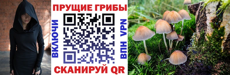 OMG маркетплейс Черкесск мориарти клад Псилоцибиновые грибы Psilocybine cubensis